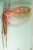 CollectionObject 1500369; 614ca711-6f24-4b58-91ef-ce4d4f6326e4: female, dorsal view (holotype). (CollectionObject).