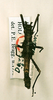 CollectionObject 1558292; 13b7749d-9780-41c0-ab59-d794cabc860b: copyright NHRS, Stockholm. male (holotype). (CollectionObject).