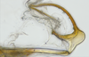 Aedeagus, lateral view: (Observation).