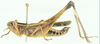 Tropidiopsis haasi (Bolívar, 1908): male, lateral view. (Otu).