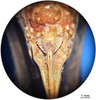 CollectionObject 1538357; 9a68aa43-bf07-4555-b12a-b3e343fbc4cf: female subgenital plate (syntype). (CollectionObject).