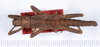CollectionObject 1562242; 435ddd69-a3f5-4d6e-854d-979e8872fcab: copyright ANSP. male, dorsal view (holotype). (CollectionObject).