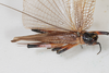 CollectionObject 1505595; 8209b147-3ead-4b8c-9622-f0fc486601df: female, dorsal view (holotype). (CollectionObject).