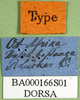 CollectionObject 1501644; 0a8de2bb-7176-44ec-8def-73e24ad81b91, DORSA BA000166S01: labels (holotype). (CollectionObject).