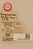 CollectionObject 1476535; bf8d1146-34f5-4d75-83c6-1df974e2d4e1, NHMUK015982185: labels (holotype). (CollectionObject).