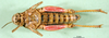 CollectionObject 1565554; 9685f0cb-24f9-4155-8a6b-01ee48b109f9: female, ventral view (paratype of Rhachitopis ceraseus). (CollectionObject).