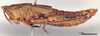 CollectionObject 1580365; dda8571f-2f7b-42c4-8d25-851c5bbc4836: female, lateral view (syntype). (CollectionObject).