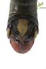 CollectionObject 1849313; 081e980f-ef06-4a8c-809b-ff4617fda587, Unioeste Cascavel K-0367: Male. End of abdomen, dorsal view. (CollectionObject).