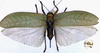 CollectionObject 1517079; 1e80ed91-9974-43cb-8977-d3a85dcd06ca: female, dorsal view (holotype). (CollectionObject).