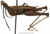CollectionObject 1581818; 358478bd-b406-4638-9324-2a3ab7645a91: female, lateral view (holotype). (CollectionObject).