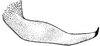 Yungasacris grata grata Rehn, 1950: Fig. 19 (after type). male left cercus, lateral view. (Otu).