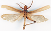 CollectionObject 1531156; 8dbe7e4a-b504-42fc-8744-67e3aa66f111: male, dorsal view (holotype). (CollectionObject).