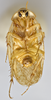 CollectionObject 1569180; 6fcb71ee-fa09-4ba9-8008-a6d8d129d164: Photo by Heidi Hopkins. Holotype, adult male, ventral habitus. (CollectionObject).