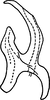 Aedeagus, lateral view on Erythridula similalis (Ross & DeLong, 1953): Aedeagus, lateral view. (Observation).