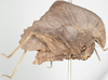 Hymenotes triangularis Westwood, 1837: male, lateral view (syntype). (Otu).