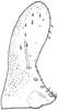 Subgenital plate (E. integrata Dwor.) Depicts Subgenital plate, an Observation.;Subgenital plate (E. integrata Dwor.) Depicts Subgenital plate, an Observation.