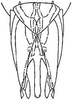 Subgenital plate: !! display not done !! on Arundanus arundineus (DeLong, 1926): genital capsule, ventrally. (Observation).