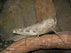 Individual from Canary Islands. Depicts Anacridium aegyptium (Linnaeus, 1764), an Otu.