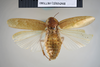 CollectionObject 1552787; NHMUK(SF IMPORT DUPLICATE) BMNH(E) 877080, de05c68f-e256-44dd-ba25-4e90402c18e5: Copyright NHM, London. Holotype male of synonym Homalopteryx templetonii, dorsal view. (CollectionObject).