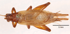 Bofana mirifica Otte & Perez-Gelabert, 2009: male, dorsal view. (Otu).