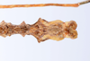 CollectionObject 1558792; 88921091-589b-4336-8908-a6ccde1ffbae: copyright ZMUH, Hamburg. male: end of abdomen, dorsal view (holotype). (CollectionObject).