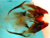CollectionObject 1590514; 84e51a7c-512d-4753-88f9-2b848905ff00: phallic complex, ventral view (paratype). (CollectionObject).