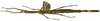 CollectionObject 1592945; 2fa7036c-94d9-4d82-a647-dd52e96c7d75: copyright MNHN, Paris. female (holotype). (CollectionObject).