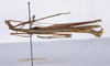 CollectionObject 1565267; e190b22c-154e-4800-b333-4256149f0ba8: Copyright ZMHB, Berlin. male, lateral view 2 (holotype). (CollectionObject).
