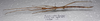 CollectionObject 1584647; da0c1fa0-703c-458c-9db5-514b5c36d0ec: (CollectionObject).