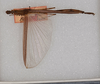 CollectionObject 1561452; USNM(SF IMPORT DUPLICATE) 7348, 4ff01786-ae5b-4855-99ed-4e59e6f66f97: copyright USNM, Washington. female (holotype). (CollectionObject).