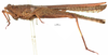 CollectionObject 1577269; OUM 725 2/3, 33d0e488-0ab3-47b2-b25b-356ecbaa5c39: female, lateral view (paralectotype). (CollectionObject).