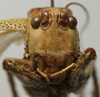 CollectionObject 1535917; 79e04f77-f881-4dab-b6d2-3e0663f30d90: female face (allotype). (CollectionObject).