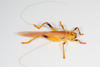 CollectionObject 1567527; 9803e4c0-f244-427b-9ea6-18b4e8c352db: female, dorso-lateral view. (CollectionObject).
