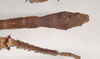 CollectionObject 1558876; NHMUK(SF IMPORT DUPLICATE) 845211, 11c58213-d53b-48a9-8373-39929aef4477: copyright Natural History Museum, London. male: end of abdomen, dorsal view of synonym Heteropteryx australe (lectotype). (CollectionObject).