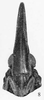 Head: (Observation).