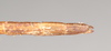CollectionObject 1556952; NHMUK(SF IMPORT DUPLICATE) 844974-844975, a895fb1e-3f78-4fd2-b3a3-929a25a06fb2: copyright Natural History Museum, London. female: end of abdomen, dorsal view of Anophelepis rhipheus (syntype). (CollectionObject).