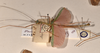 CollectionObject 1559688; 5234bfee-7bdd-45f1-9f4c-158ea6699db1: copyright OUMNH. male, lateral view of synonym Necroscia marmessus (lectotype). (CollectionObject).
