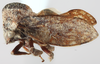 Habitus, lateral view on Nodonica bispinigera Dietrich, McKamey & Deitz, 2001: (Observation).