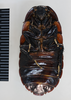CollectionObject 1553296; cccff9f6-00b2-4533-99bf-263bf399c781: Copyright the Natural History Museum, London. Adult female, ventral view. (CollectionObject).