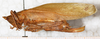 CollectionObject 1576556; NMW 21100, ce679188-12cb-4c38-afcd-2f2d98f3e243: female, lateral view. (CollectionObject).