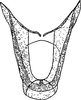 Aedeagus, ventral view: !! display not done !! on Utecha trivia (Germar, 1821): Aedeagus, ventral view. (Observation).