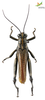 CollectionObject 1849152; e72b6abf-4127-4552-9b34-d3fa3abbe9bf, Unioeste Cascavel K-0563: Male. Dorsal view. Code: K-0563. (CollectionObject).