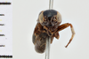 CollectionObject 1506067; 83fd58c7-45d4-404a-84f3-d42a732b1a2c: Male. Syntype. Chile. (CollectionObject).