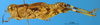 CollectionObject 1565651; 171eb416-728b-41f3-8dc6-378b2fd4db8a: female, lateral view (allotype). (CollectionObject).