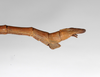 CollectionObject 1563558; 4be806c0-1317-4963-9a60-45adee0bba68: copyright ZMHB, Berlin. male: end of abdomen, lateral view of synonym Clitumnus laevigatus (syntype). (CollectionObject).