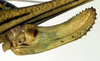 CollectionObject 1501851; 73a62a02-eb66-420d-8af3-899bd784d02a: ovipositor (paratype of Poecilomon walteri). (CollectionObject).