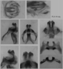 Melanoplus flabellatus (Scudder, 1878): male genitalia. (Otu).