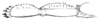 Oryctopus prodigiosus Bolívar, 1900: Fig. 21b. female hind leg. (Otu).