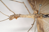 CollectionObject 1559814; 2a298c8a-596c-4db2-aba1-84063b998a7b: copyright Natural History Museum, London. female: head and thorax, lateral view of Necroscia sarpedon (syntype). (CollectionObject).;CollectionObject 1559815; 3368a023-0585-4ab9-967a-1f3367d9a27c: copyright Natural History Museum, London. female: head and thorax, lateral view of Necroscia sarpedon (syntype). (CollectionObject).