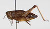 CollectionObject 1528789; c1636cfb-6553-4719-8e12-8c764a0f6511: female, lateral view (holotype). (CollectionObject).